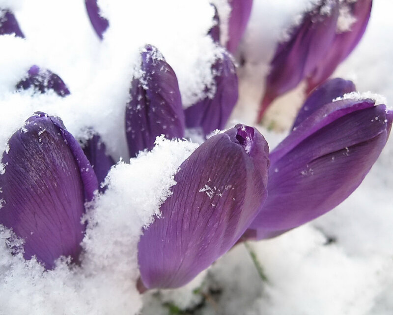 Purple Crocuses in Snow — Calm, Winter, Photograph