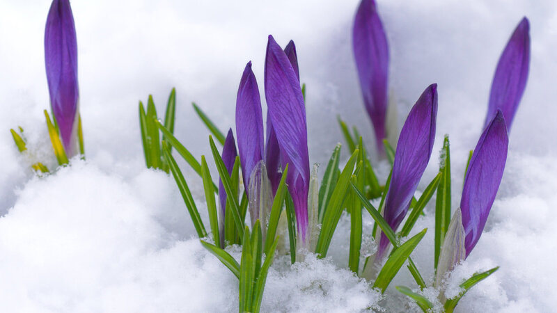 Purple Crocuses in Snow — Calm, Winter