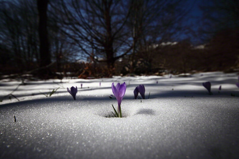Purple Crocuses in Snow — Dramatic