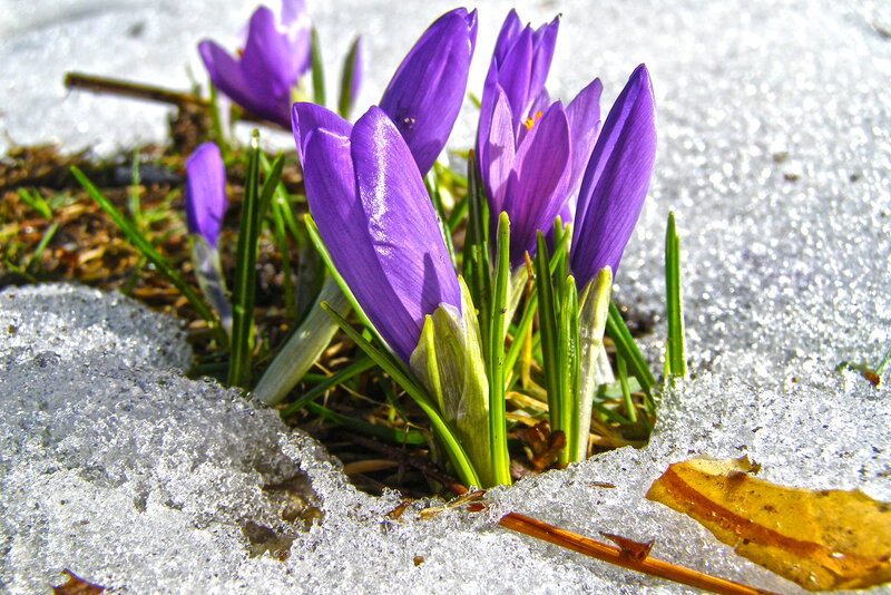 Purple Crocuses in Snow — Resilient, Spring, Photograph