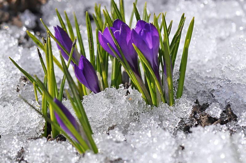 Purple Crocuses in Snow — Resilient, Spring