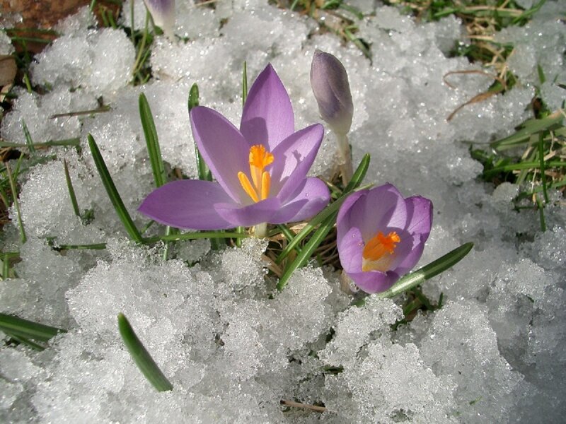 Purple Crocuses in Snow — Resilient