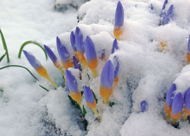 Purple Crocuses in Snow — Resilient, Winter