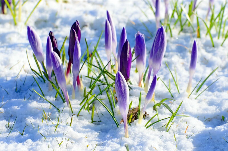 Purple Crocuses in Snow — Serene, Spring, Photograph, Grass, Flowers