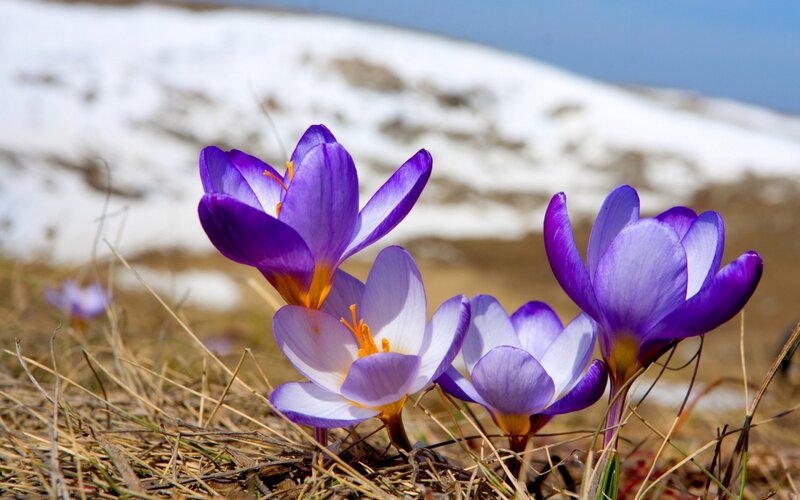 Purple Crocuses in Snow — Serene, Spring, Photograph, Grass, Sky
