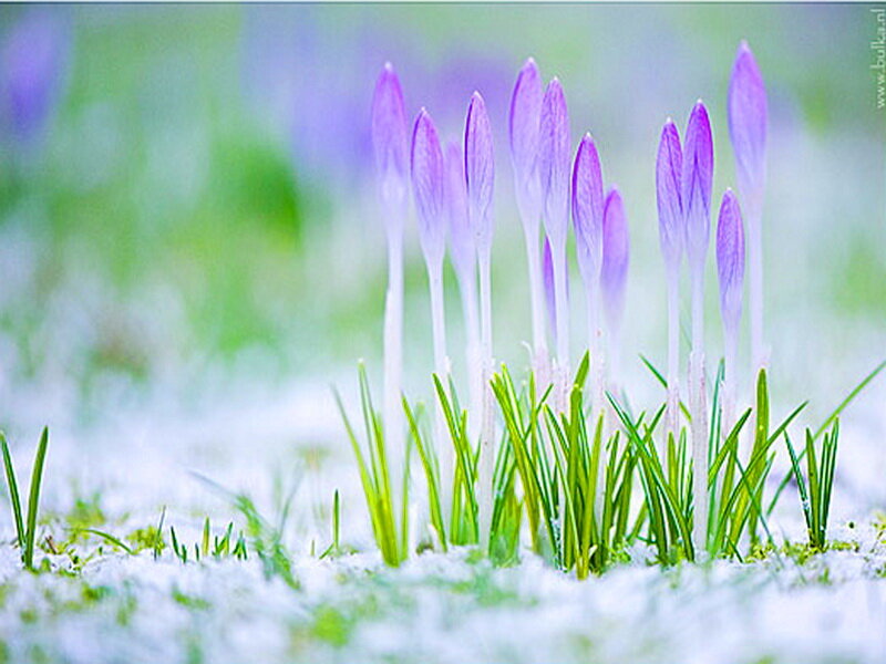 Purple Crocuses in Snow — Serene, Spring, Photograph, Grass