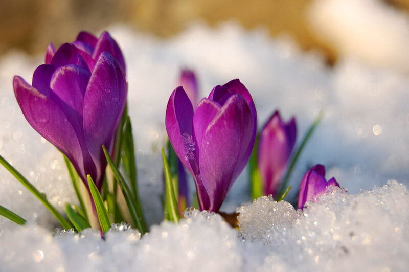 Purple Crocuses in Snow — Serene, Spring, Photograph, Green Leaves, Sunlight