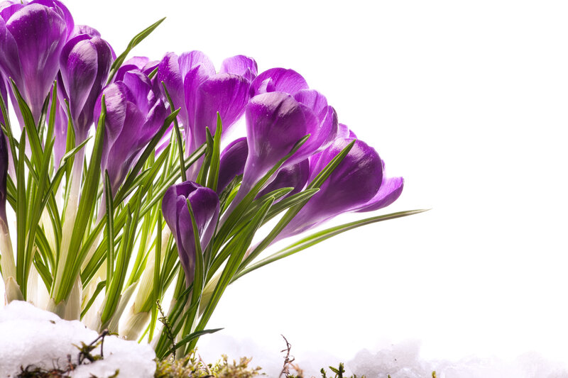 Purple Crocuses in Snow — Serene, Spring, Photograph, Green Leaves