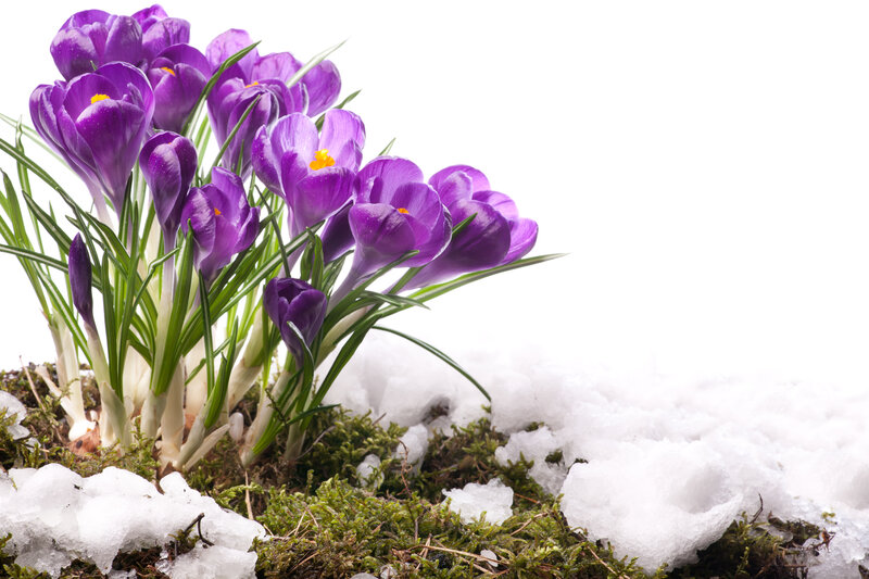 Purple Crocuses in Snow — Serene, Spring, Photograph, Moss