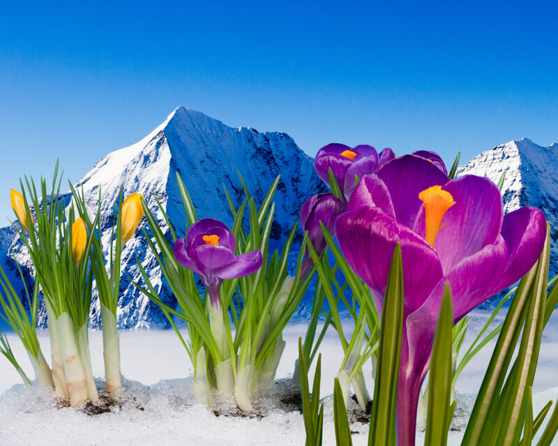 Purple Crocuses in Snow — Serene, Spring, Photograph, Mountains, Flowers