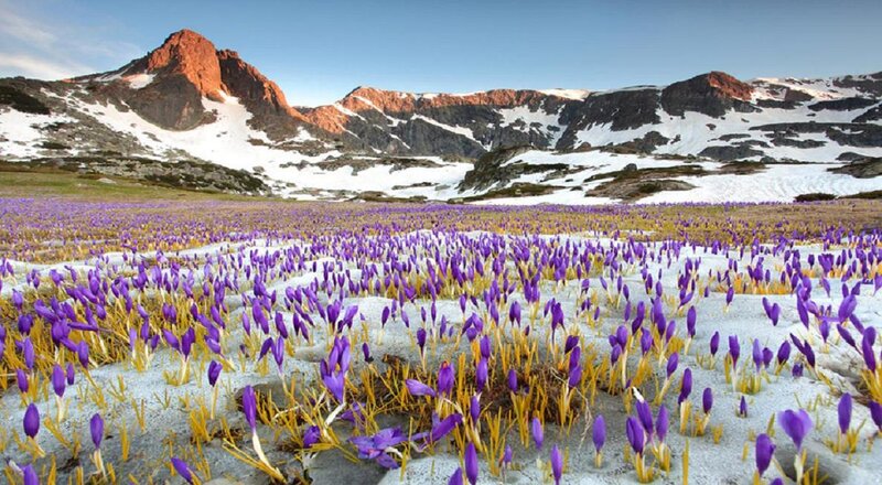 Purple Crocuses in Snow — Serene, Spring, Photograph, Mountains