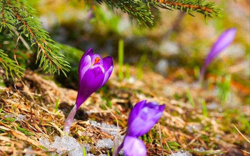 Purple Crocuses in Snow — Serene, Spring, Photograph, Pine Needles