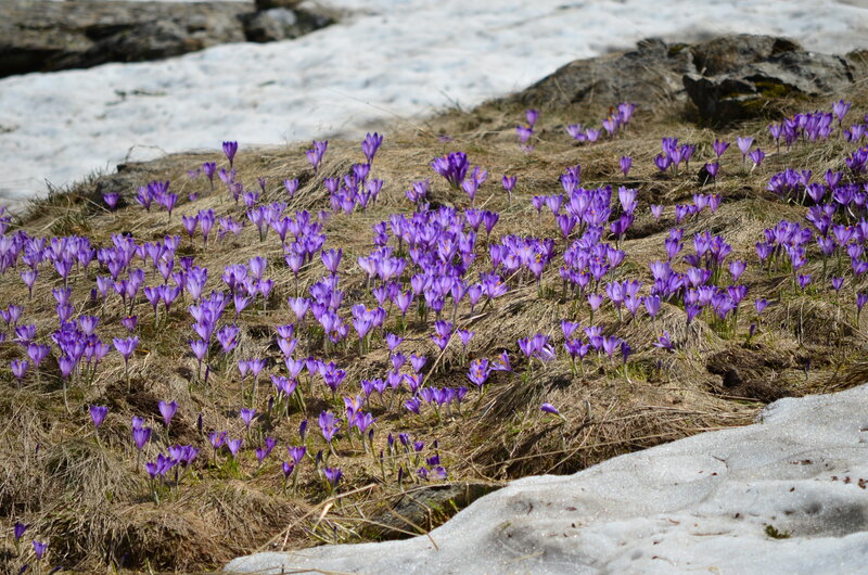 Purple Crocuses in Snow — Serene, Spring, Photograph, Rocks