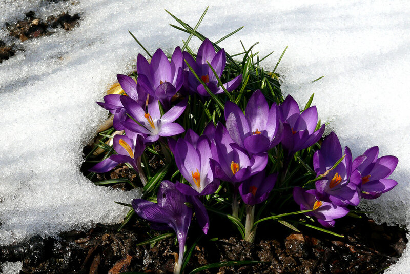 Purple Crocuses in Snow — Serene, Spring, Photograph