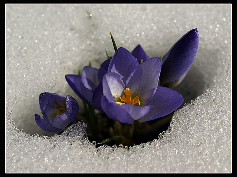 Purple Crocuses in Snow — Serene, Spring