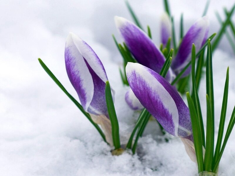 Purple Crocuses in Snow — Serene