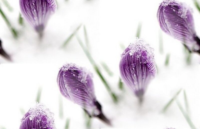 Purple Crocuses in Snow — Serene, Winter, Photograph, Green Shoots