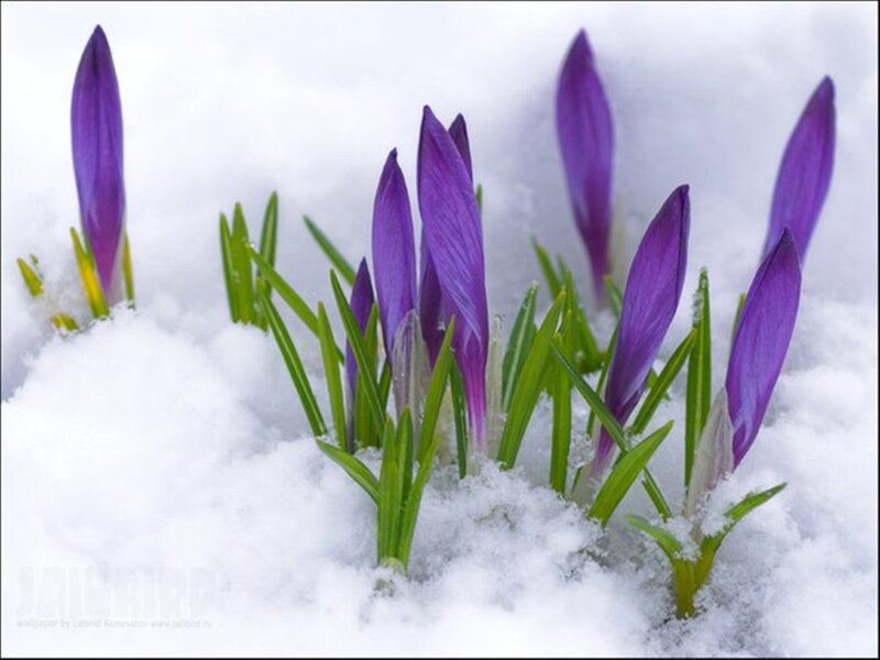 Purple Crocuses in Snow — Serene, Winter, Photograph