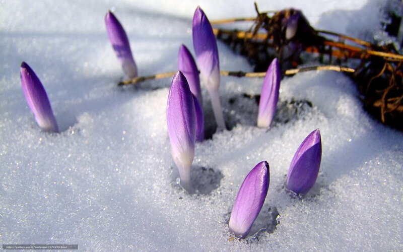 Purple Crocuses in Snow — Serene, Winter, Photograph, Twigs