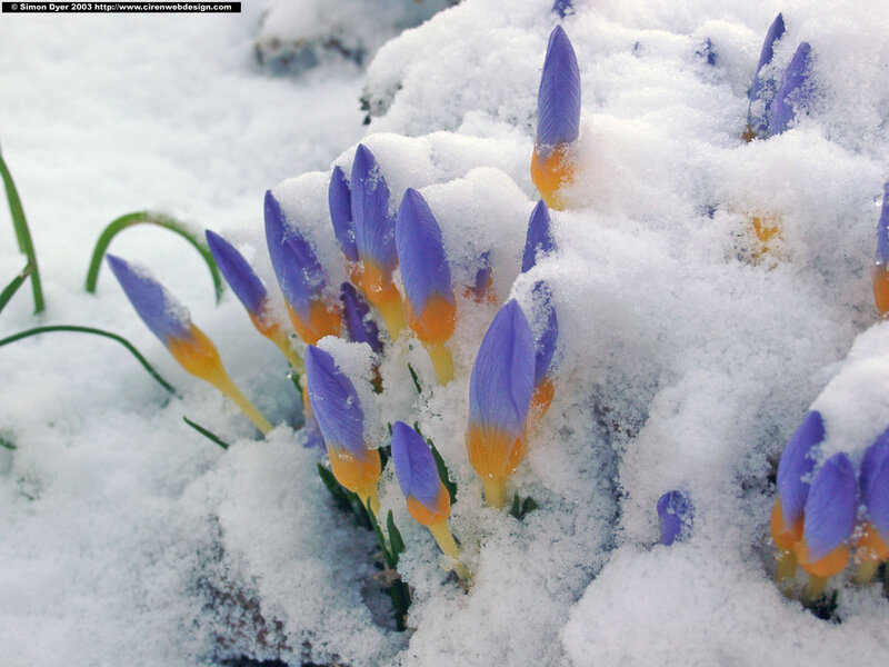 Purple Crocuses in Snow — White, Calm