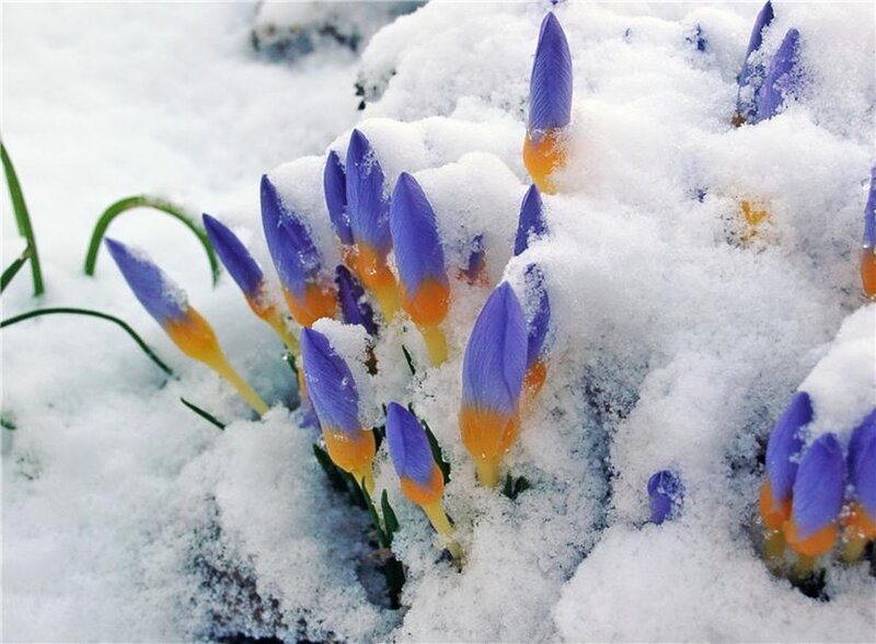 Purple Crocuses in Snow — White, Calm, Winter