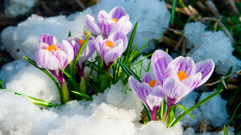 Purple Crocuses in Snow — White, Serene
