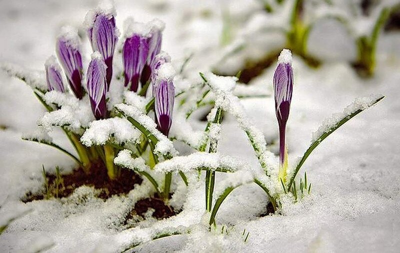 Purple Crocuses in Snow — White, Serene, Winter