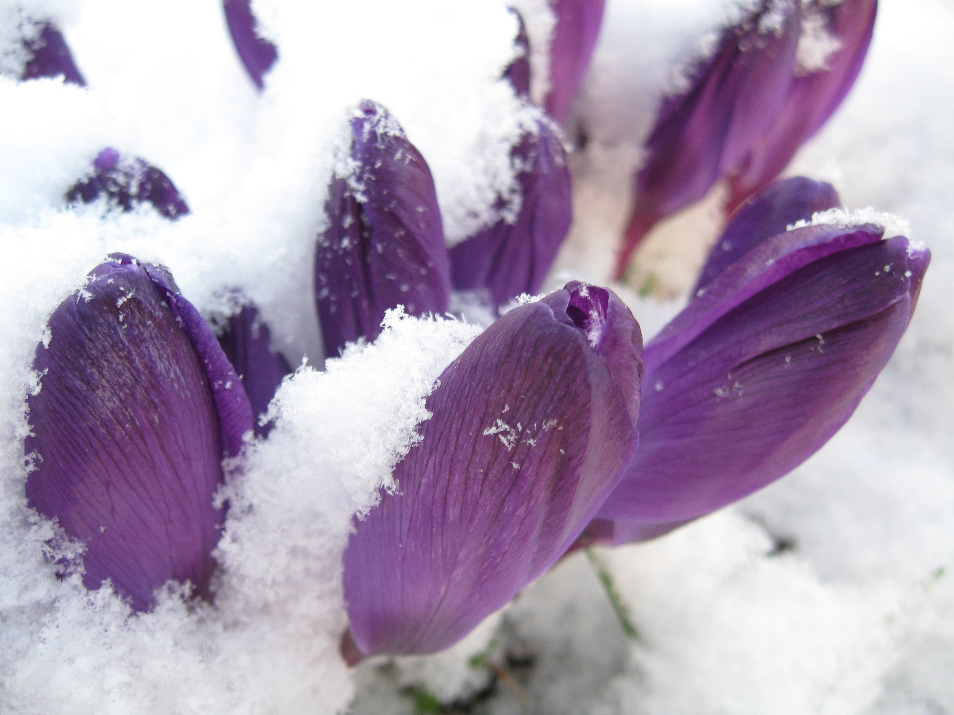 Purple crocuses in snow