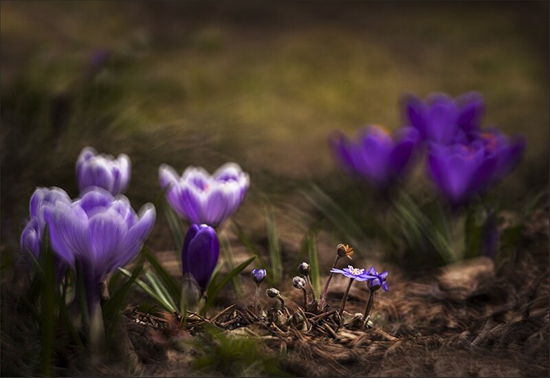 Purple Crocuses in Soil — Serene