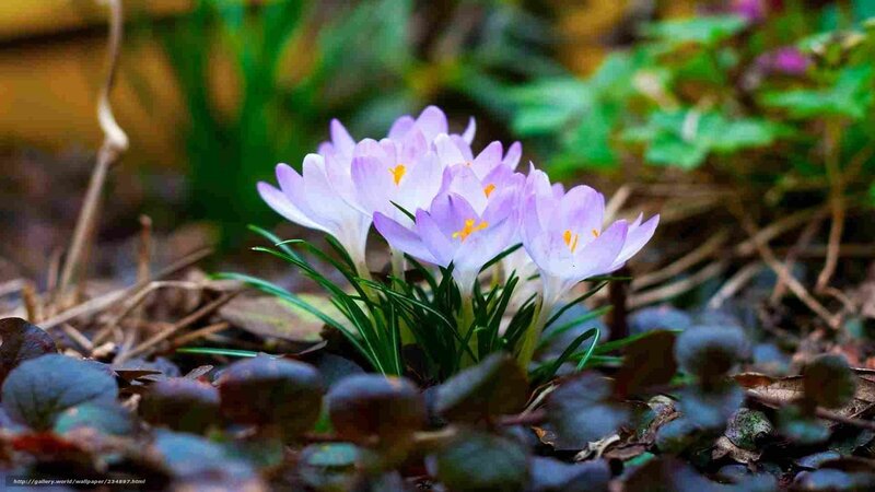Purple crocuses in spring