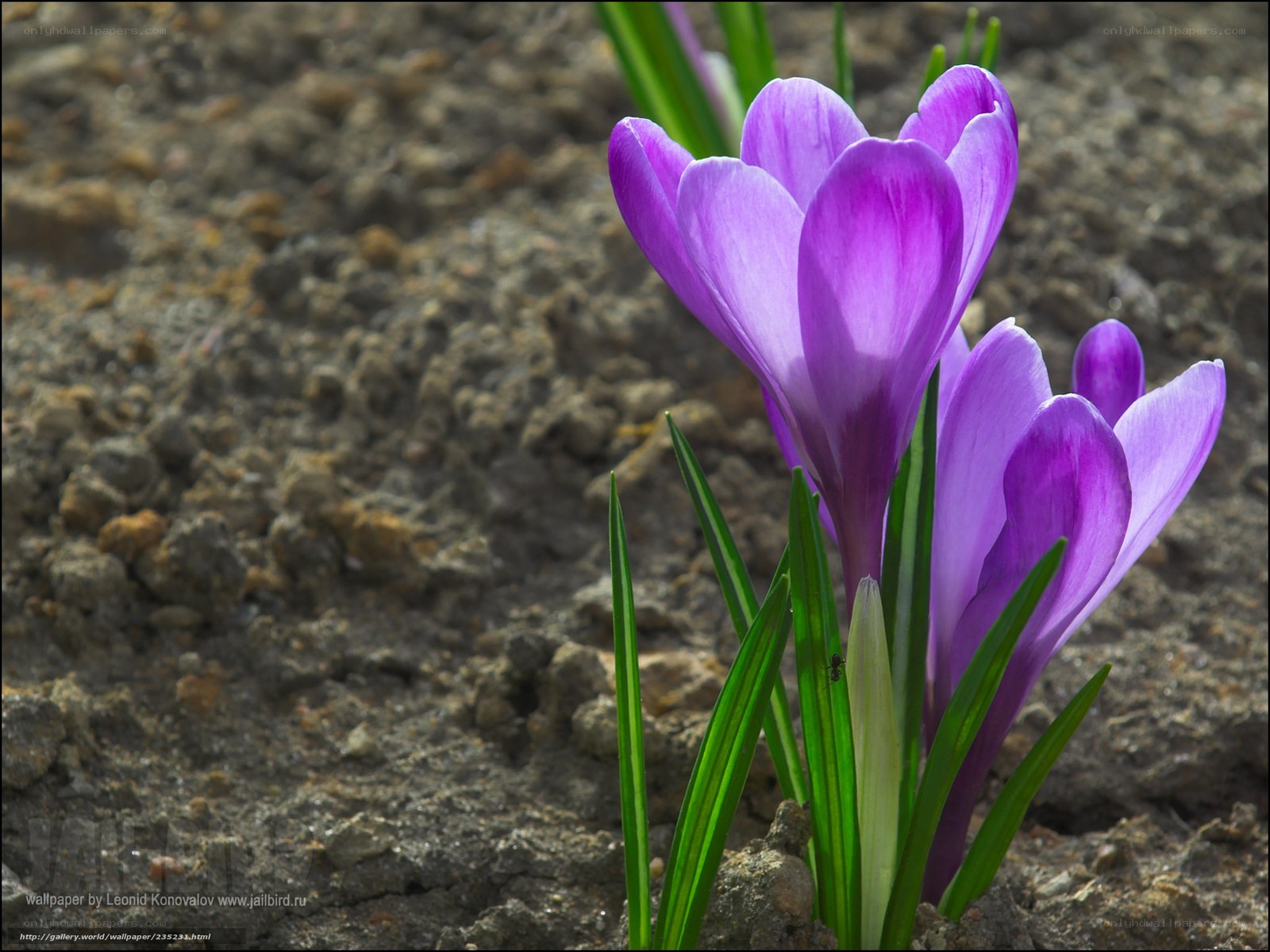 Purple crocuses in spring