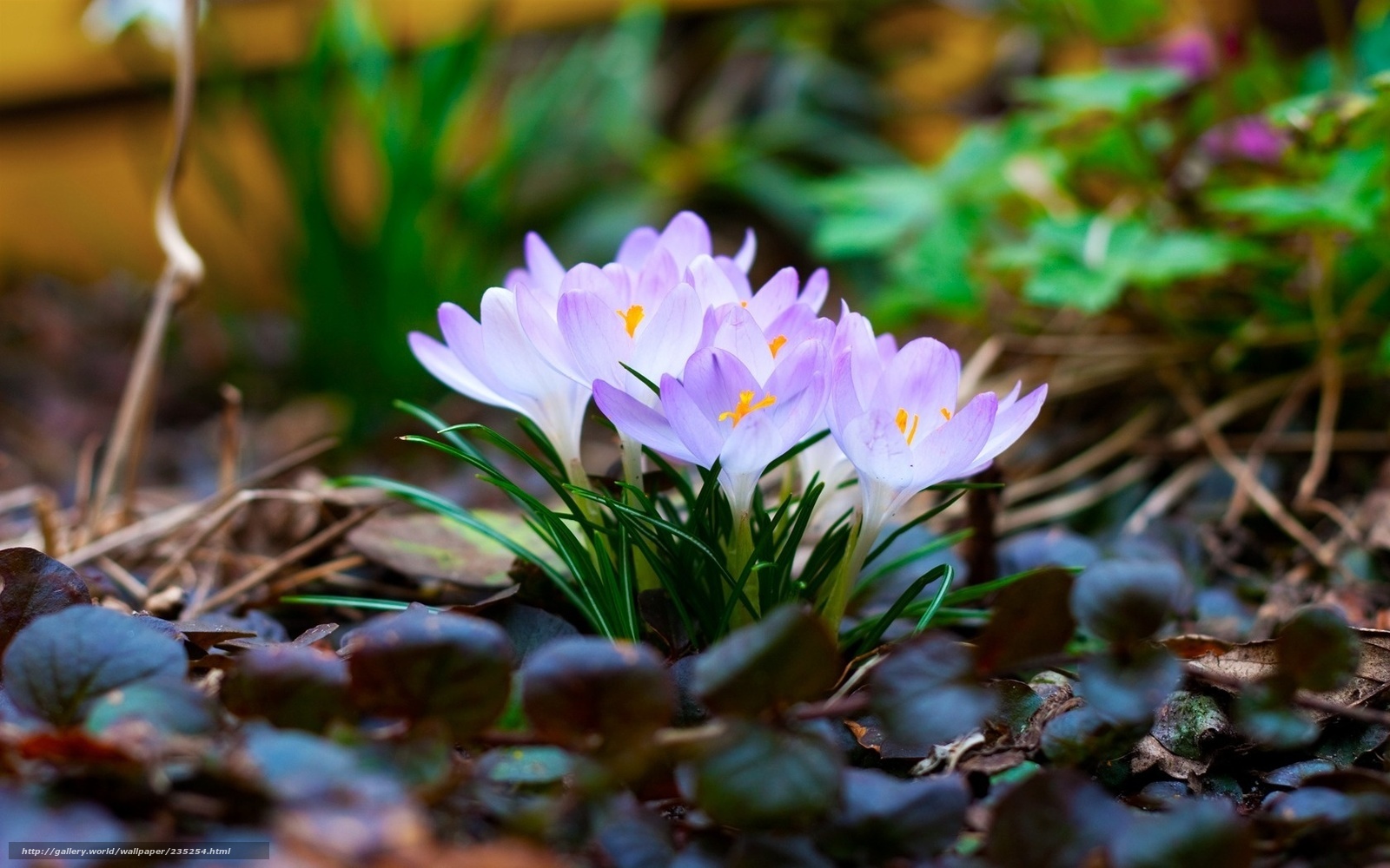 Purple crocuses in spring