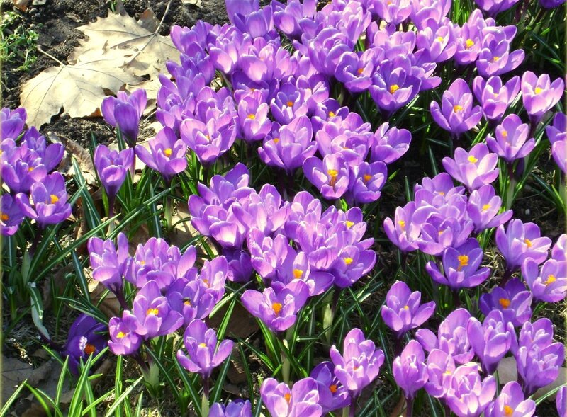 Purple crocuses in spring