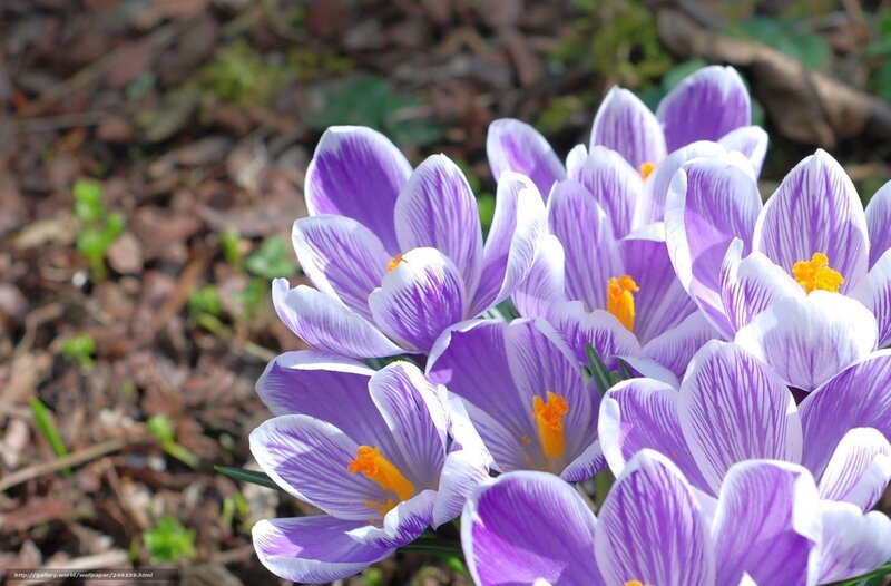 Purple crocuses in spring