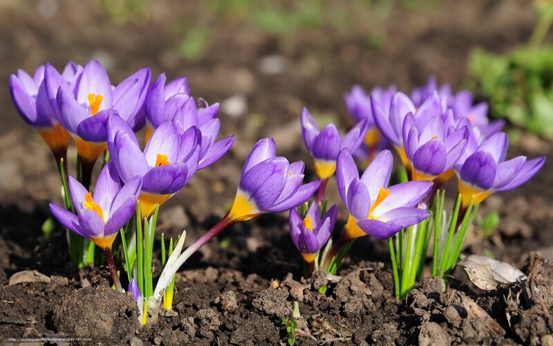 Purple crocuses in spring