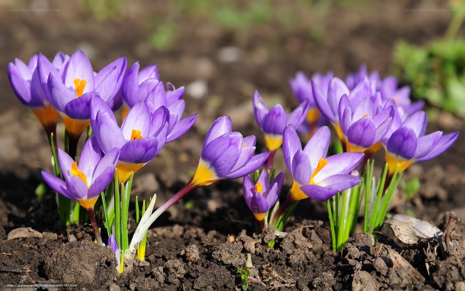 Purple crocuses in spring