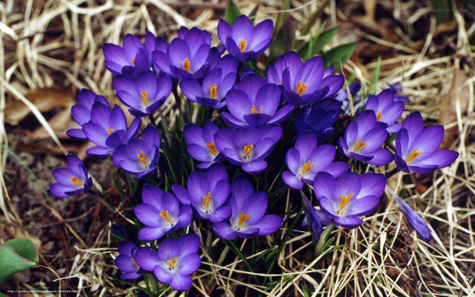 purple crocuses in spring