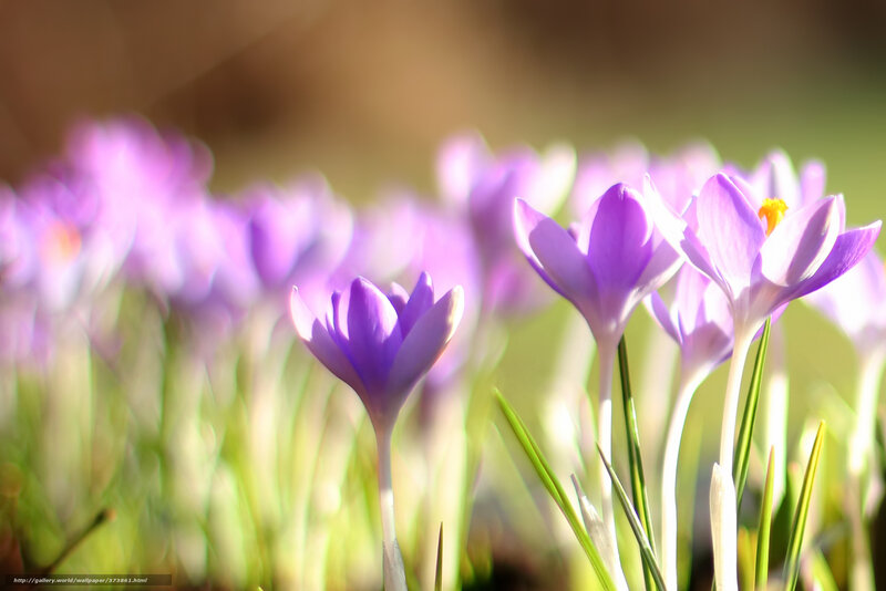 Purple crocuses in spring