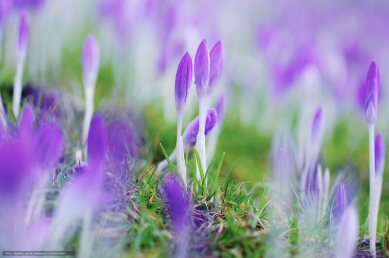 Purple crocuses in spring