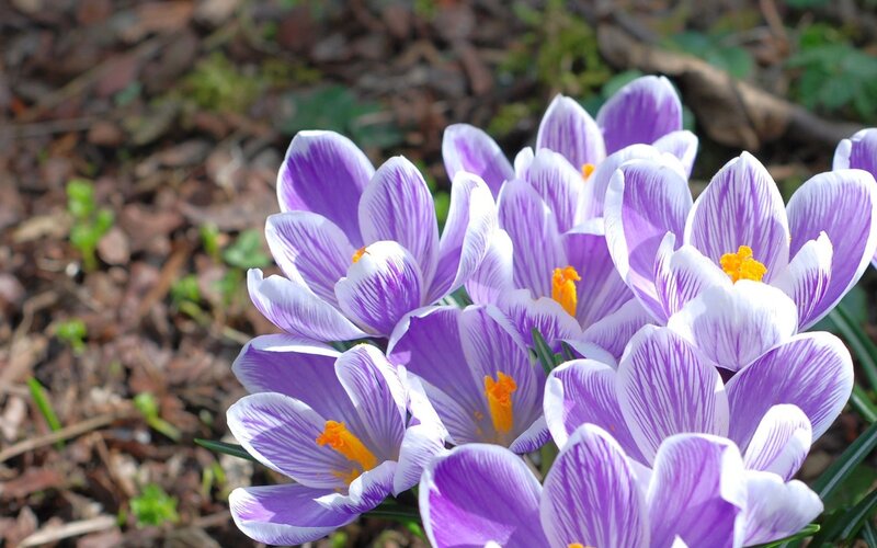 Purple crocuses in spring