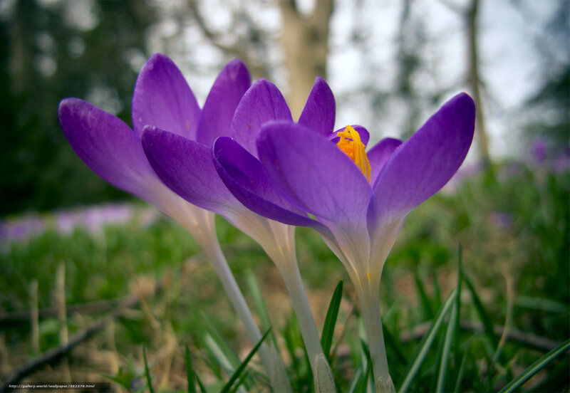 Purple crocuses in spring