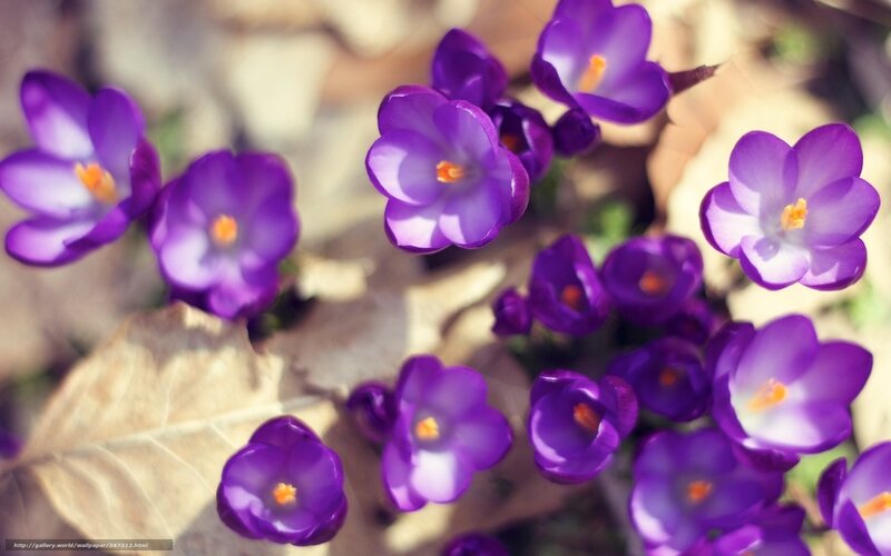 Purple crocuses in spring
