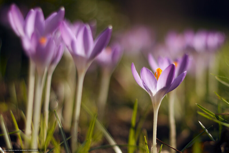 Purple crocuses in spring