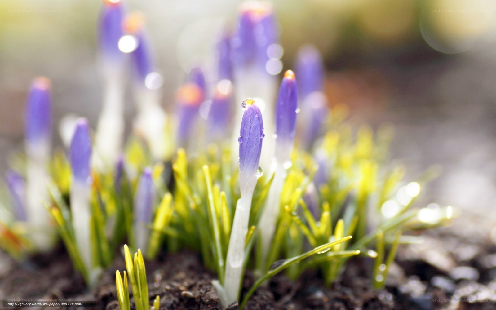 Purple crocuses in spring