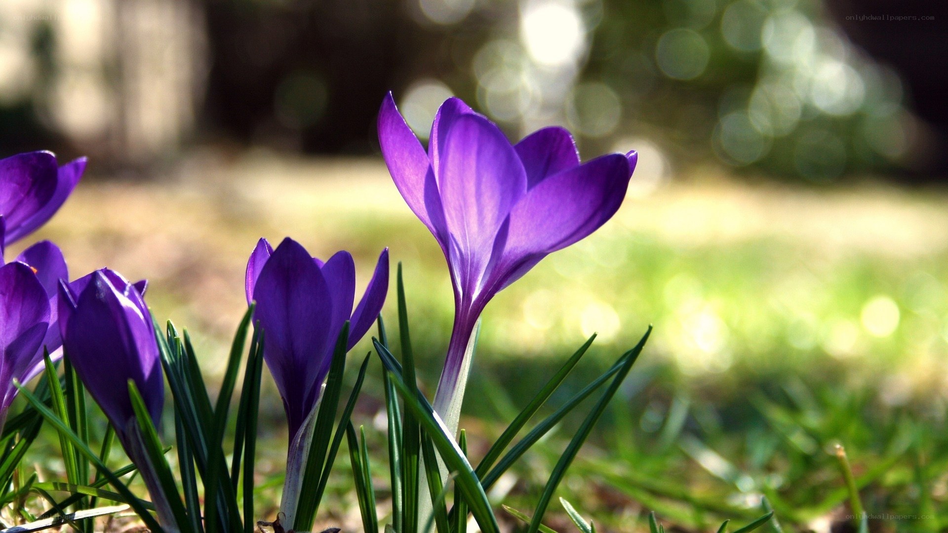 Purple crocuses in spring