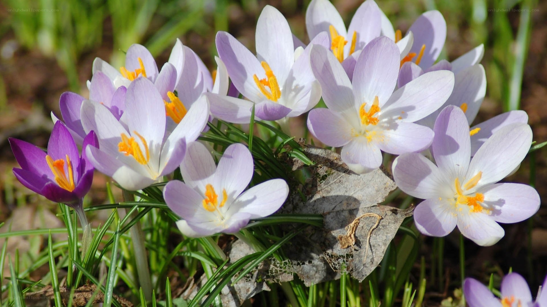 Purple crocuses in spring