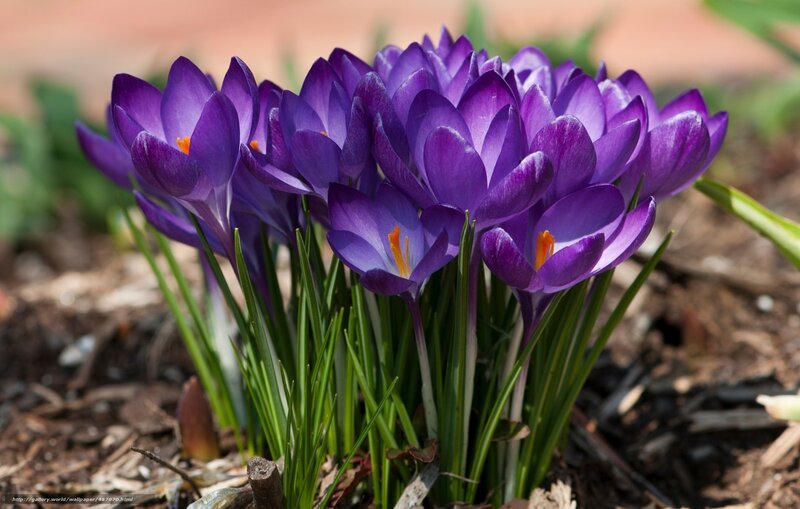 Purple crocuses in spring