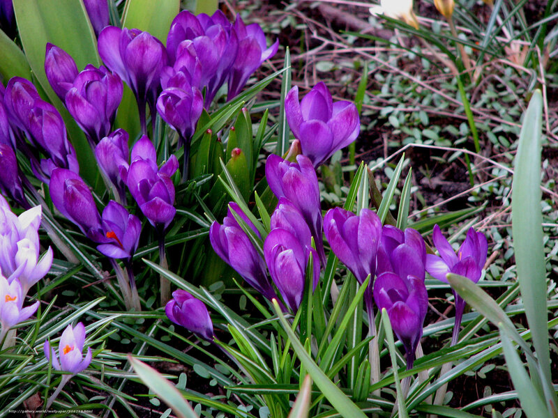 Purple crocuses in spring