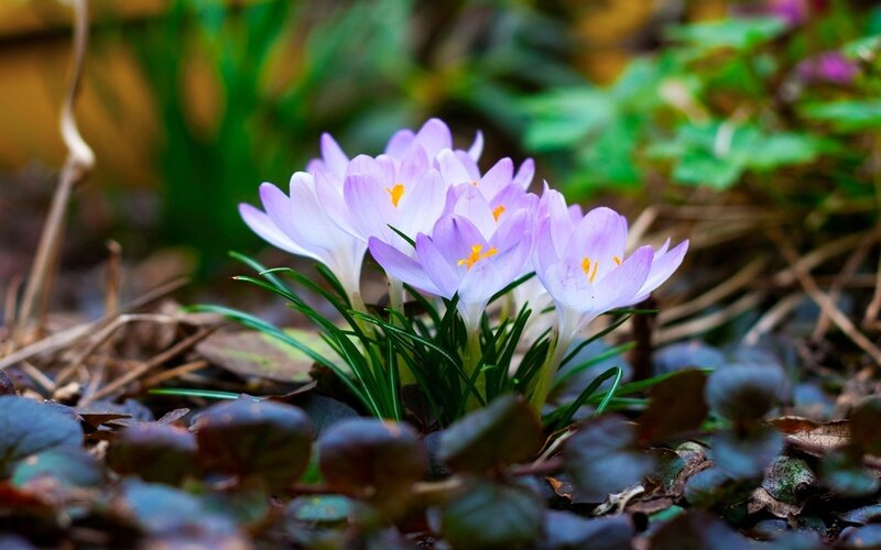 Purple crocuses in spring
