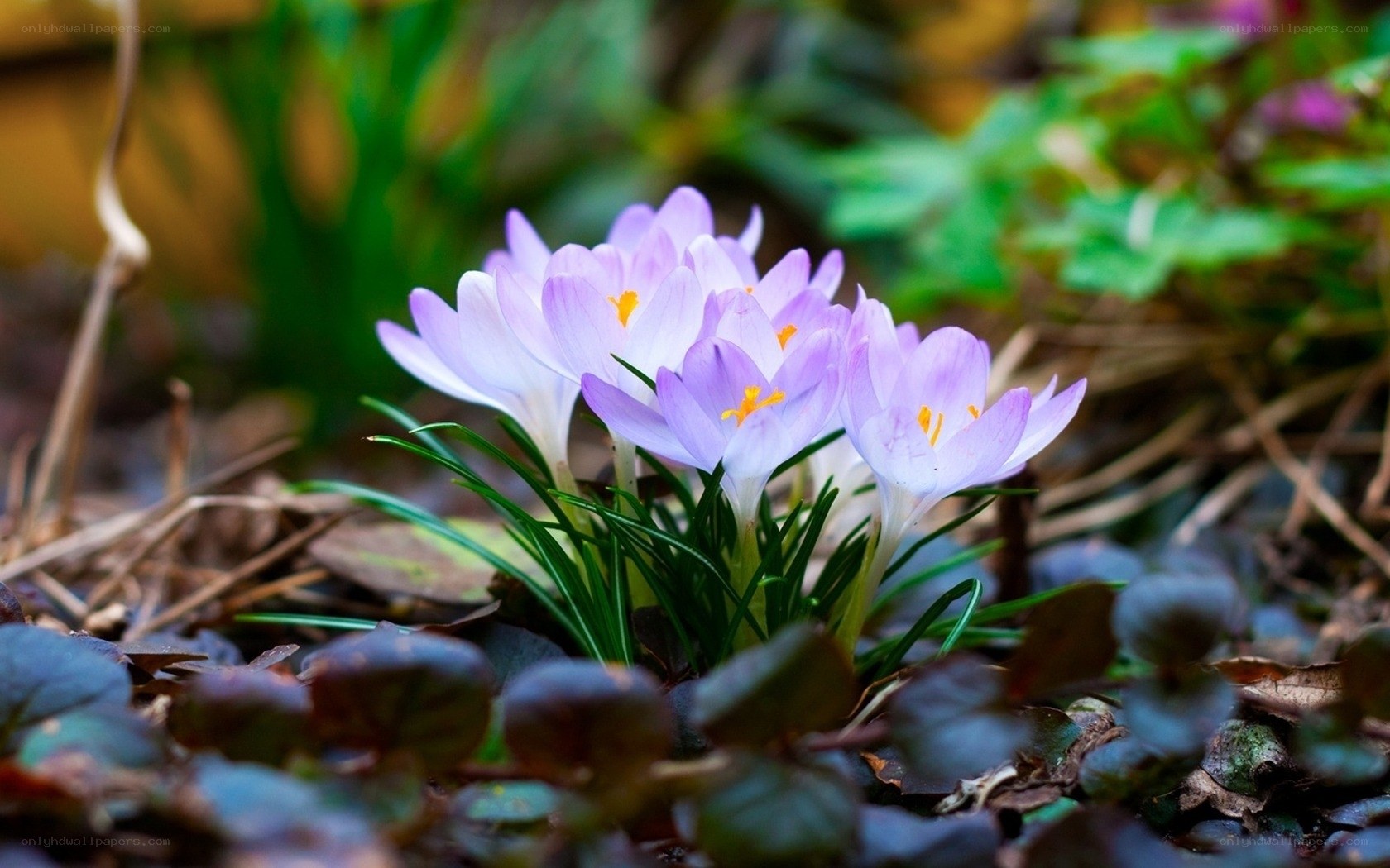 Purple crocuses in spring